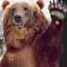 ������ ��� Grizzly